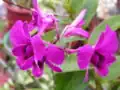 Dendrobium