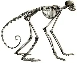 Ateles belzebuth skeleton