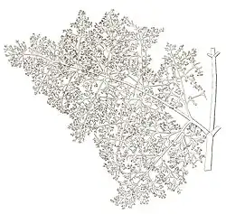 Drawing of a finely divided leaf