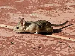 Brown mouse