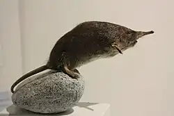 Side view of a taxidermied animal launching forward on its hind legs from a rock, body streamlined.