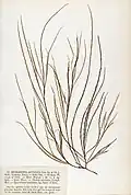 Collected and pressed sample 1852