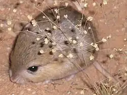 Brown gerbil