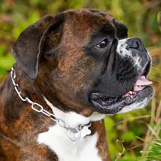 Brindle Boxer head