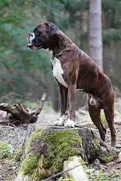 The color brindle can be with or without white markings.