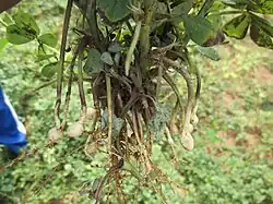 Developing fruits (pods)