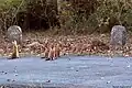 Dhole pups at Biligiriranga Hills, Karnataka