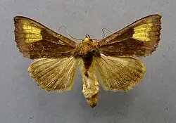 Diachrysia chryson