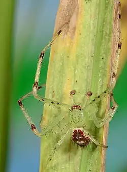 male D. longisetosa