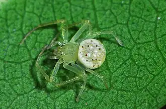 female