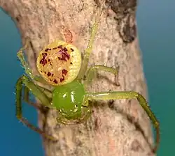 female