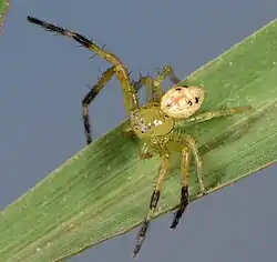 male