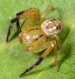 male