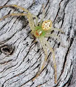female