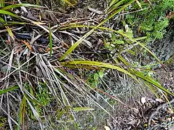 A mature Dianella nigra specimen