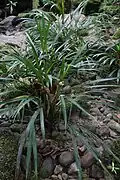 Dicranopygium stenophyllum.