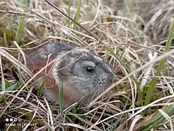 Gray and brown lemming
