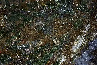 Didymosphenia geminata coverage of stream bed