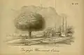 'Umbraculifera' near Eriwan, Armenia.[3] Engraving by Scharrer.[36]