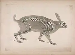 Drawing of a hare skeleton