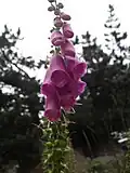 Foxglove, Digitalis purpurea, at lac de l'Oule (1,815 m)
