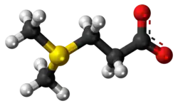 Ball-and-stick model of the dimethylsulfoniopropionate zwitterion