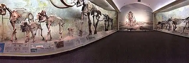 Elephant Hall, which includes the largest mammoth skeletons