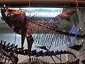 Fossil fish