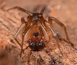male D. pauper