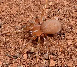 male Diores russelli