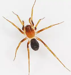 female