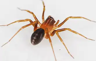 female D. triarmatus