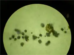 pycnidia of "Diplodia hederae" growing on a potato dextrose agar plate