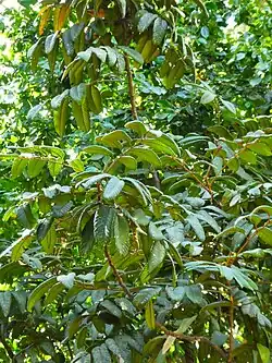 Foliage