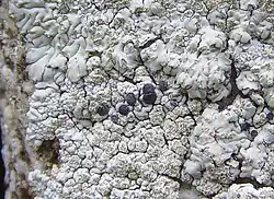 Apothecia of Diploicia canescens
