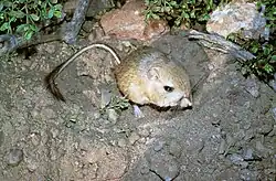 Brown and white long-tailed rat
