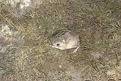 Brown and white long-tailed rat