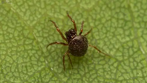 D. luxurians