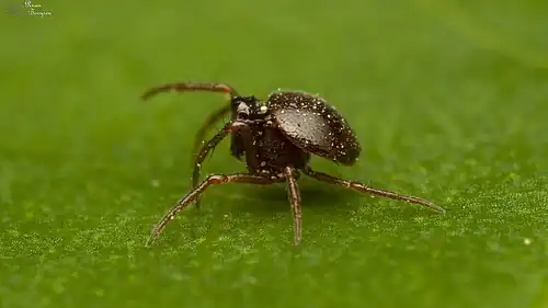 Dippenaaria luxurians