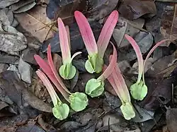 fruit