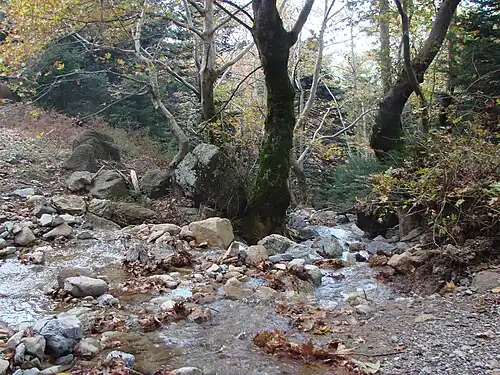 A stream flowing by the Dirfi mountain.