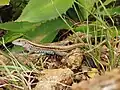 A lizard near Santa Fe