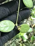 Flower buds of Dischidia puberula. Guam.