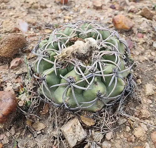 Discocactus bahiensis bahiensis in habitat in Bahia, Brazil
