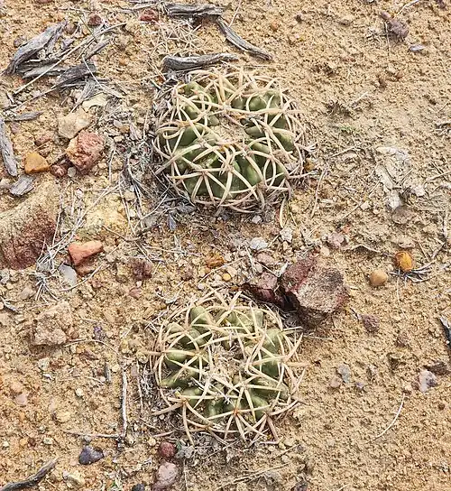 Plant growing in habitat in Bahia, Brazil