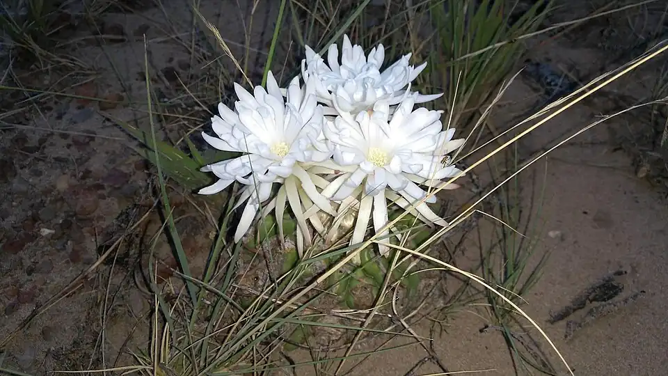 Plant blooming in Nova Roma, State of Goiás, Brazil