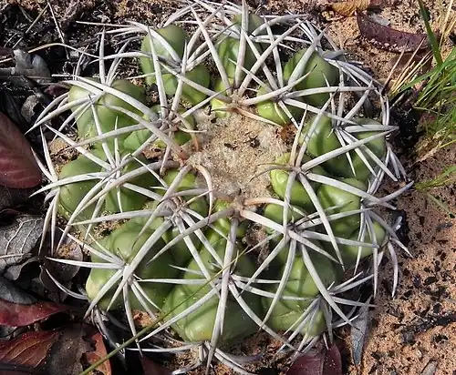 Discocactus catingicola in sand, Bahia, Brasil