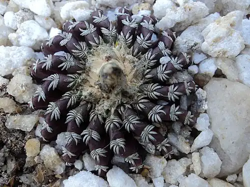 Plant growing in habitat in Grao Mogol, Minas Gerais