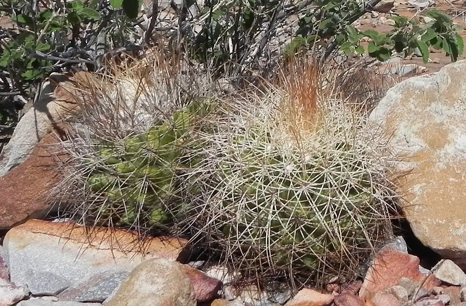 Discocactus zehntneri ssp. boomianus growing in Bahia, Brasil habitat