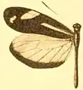 D. t. fortunata male